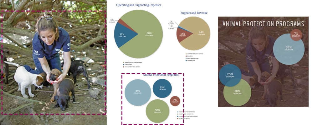 Humane Society Annual Report Example Nonprofit